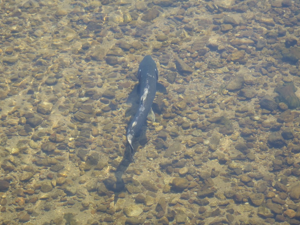 Chinook in Elk Creek