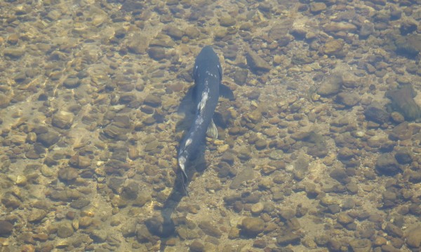 Chinook Salmon